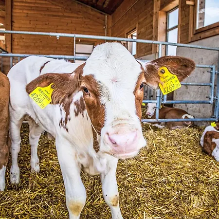 Hanserbauer-2 By Interhome Оберхаус