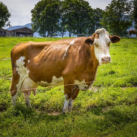 Hanserbauer-2 By Interhome 아파트 살펠덴암스타이너르넨미어