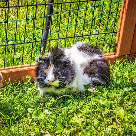 Hanserbauer-2 By Interhome Оберхаус