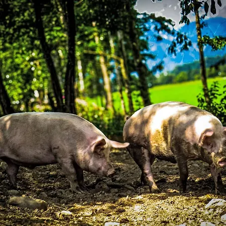 Hanserbauer-2 By Interhome Oberhaus