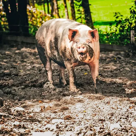 Hanserbauer-2 By Interhome Oberhaus