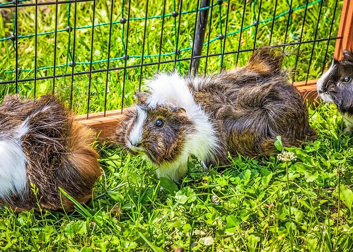 Hanserbauer-2 By Interhome 아파트 *