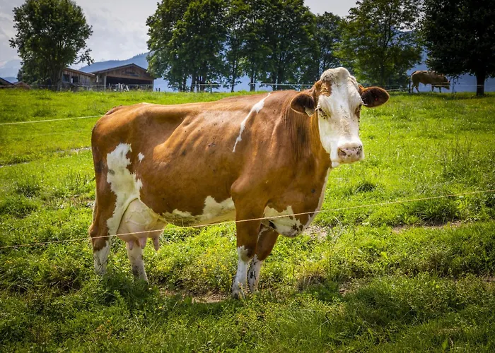 Hanserbauer-2 By Interhome 아파트 살펠덴암스타이너르넨미어