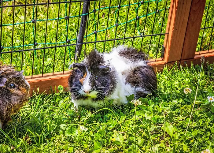 Hanserbauer-2 By Interhome 살펠덴암스타이너르넨미어