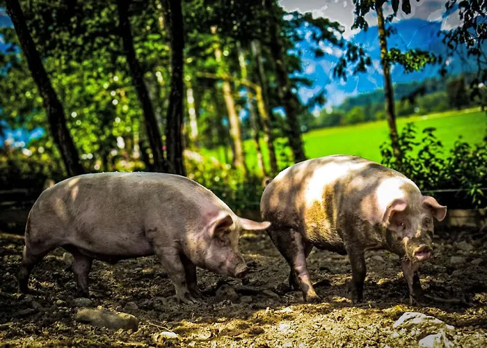 Hanserbauer-2 By Interhome 살펠덴암스타이너르넨미어